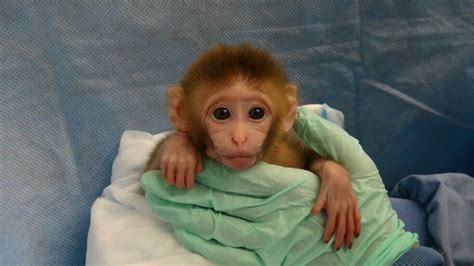 A baby monkey, named Cocoa by PETAs investigator, was attacked by a severely stressed adult macaque, resulting in deep, painful cuts to her face. . Baby monkey abuse ha